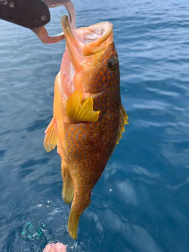 キジハタの釣果