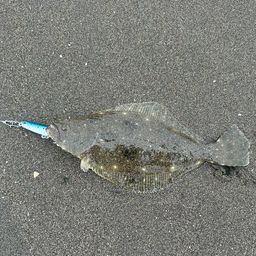 ヒラメ