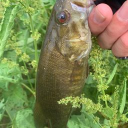 スモールマウスバス