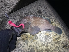 マゾイの釣果