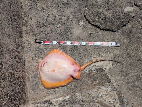 アカエイの釣果