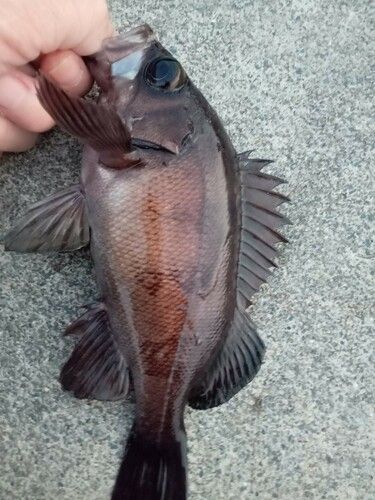 メバルの釣果