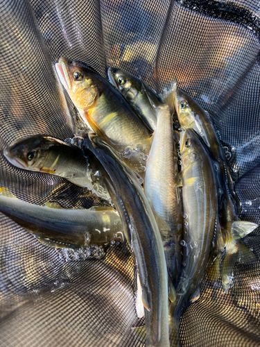 アユの釣果