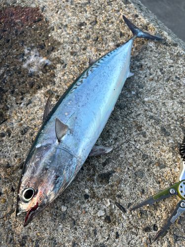スマガツオの釣果