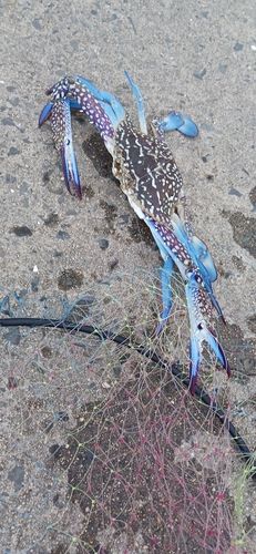 タイワンガザミの釣果