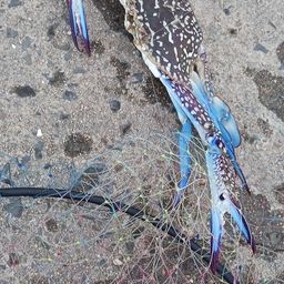 タイワンガザミ