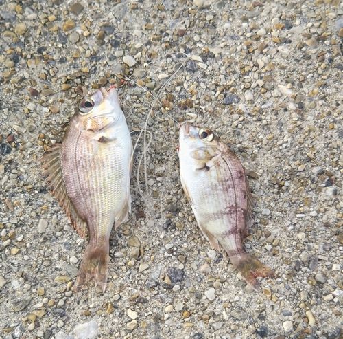 チャリコの釣果