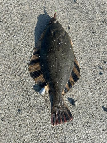 トウガレイの釣果