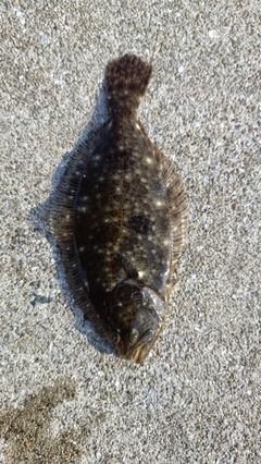 ヒラメの釣果