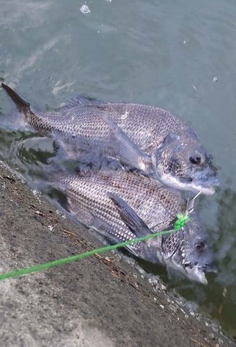 チヌの釣果