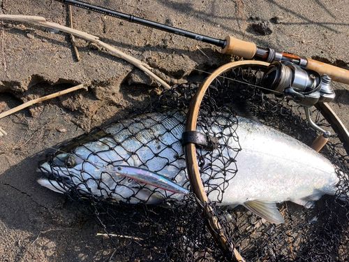 サクラマスの釣果