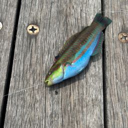ニシキベラ