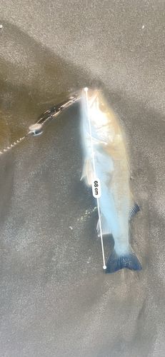 スズキの釣果