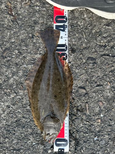 ヒラメの釣果