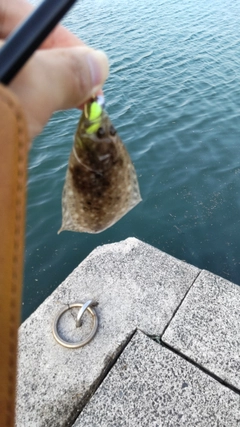 キジハタの釣果
