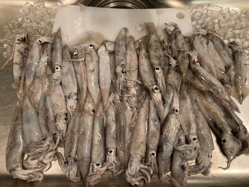 スルメイカの釣果