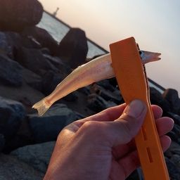 シロギス