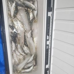 アジ