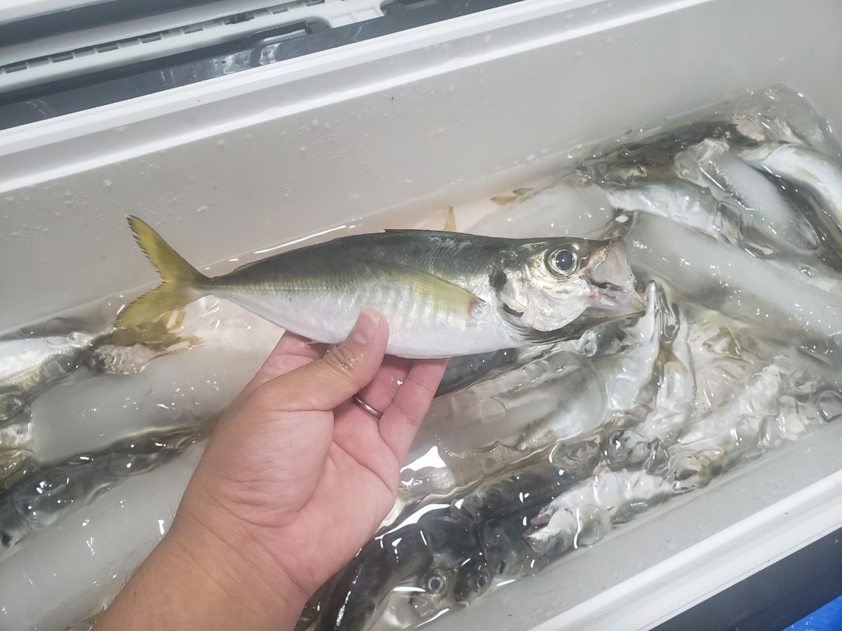 たくや@夫婦アングラーさんの釣果 2枚目の画像