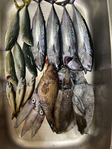 オオモンハタの釣果