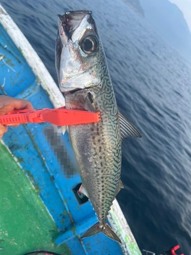 サバの釣果