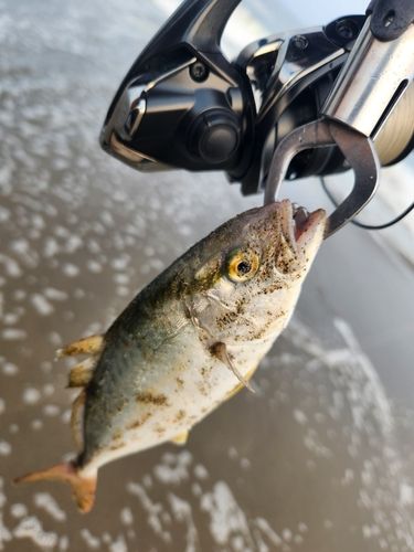 ショゴの釣果