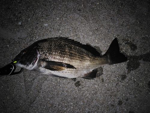 チヌの釣果