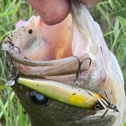 ブラックバス