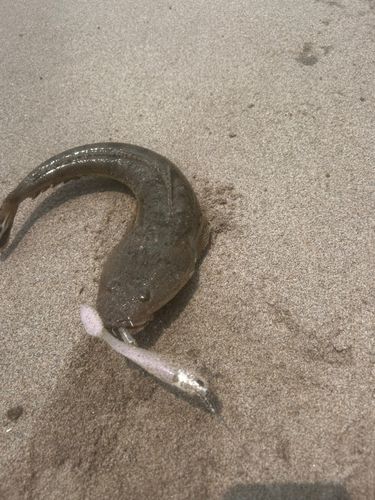 マゴチの釣果