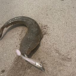 マゴチ