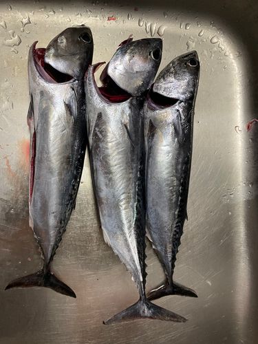 マルソウダの釣果