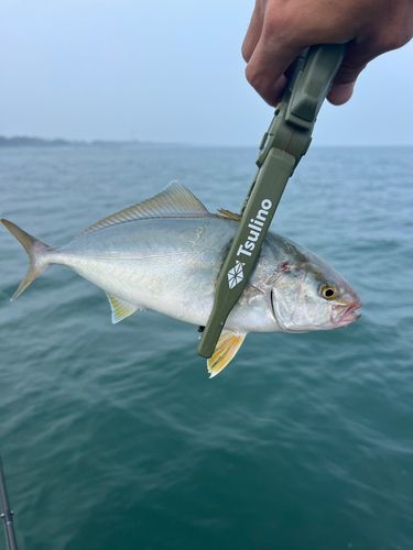 ショゴの釣果