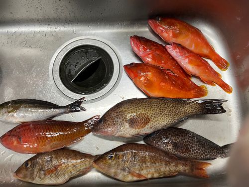オオモンハタの釣果