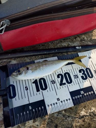 マアジの釣果