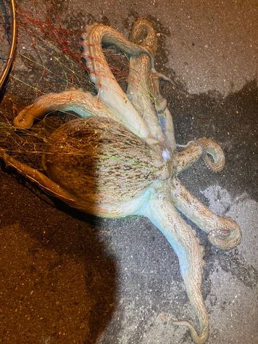 タコの釣果