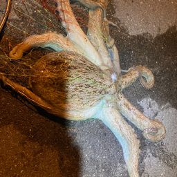 タコ