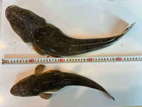 マゴチの釣果
