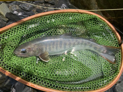 イワナの釣果