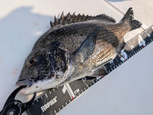 チヌの釣果