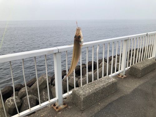 シロギスの釣果