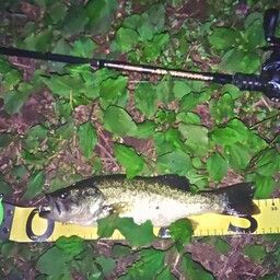 ラージマウスバス