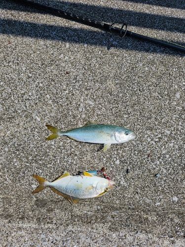 ネイリの釣果