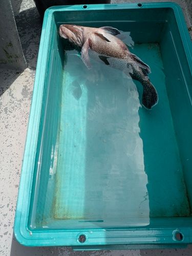 クロソイの釣果