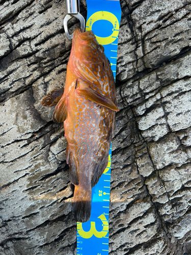 キジハタの釣果