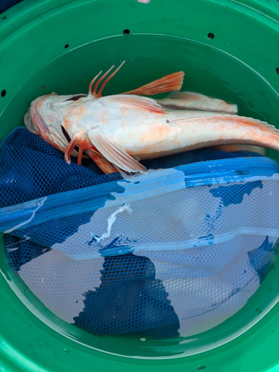 アングラー13993089さんの釣果 1枚目の画像