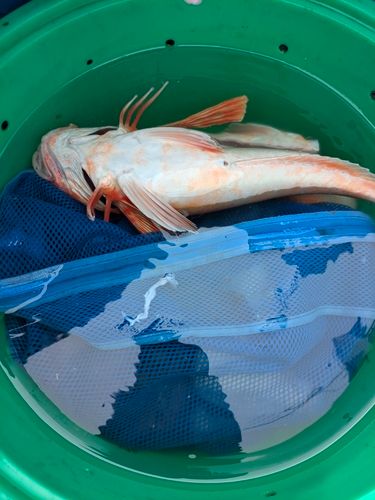 マダコの釣果