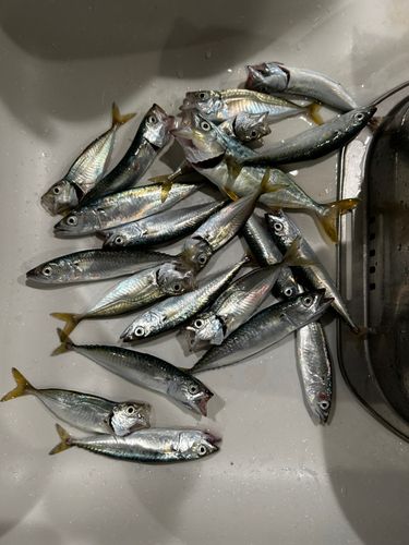 サバの釣果