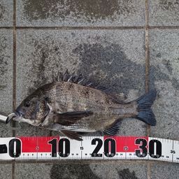 クロダイ