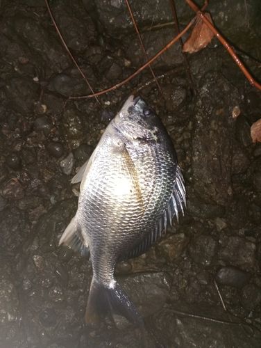 キビレの釣果