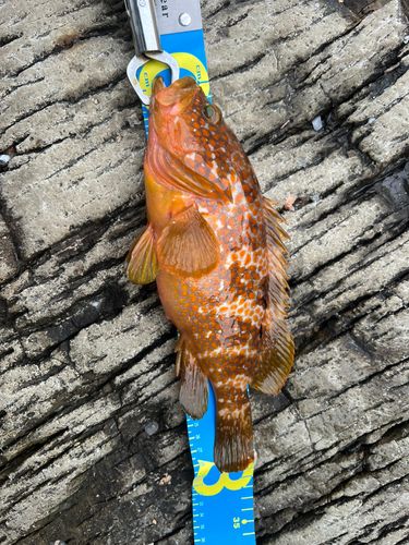 キジハタの釣果